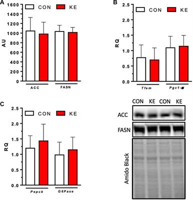 Dietary ketone ester attenuates the accretion of adiposity and liver steatosis in mice fed a high-fat, high-sugar diet